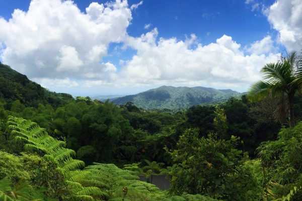 puerto-rico-rainforest-roll-out-ptsd